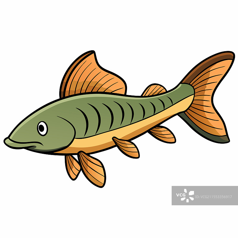 孤立的鹦鹉鱼平放在白色背景上图片素材