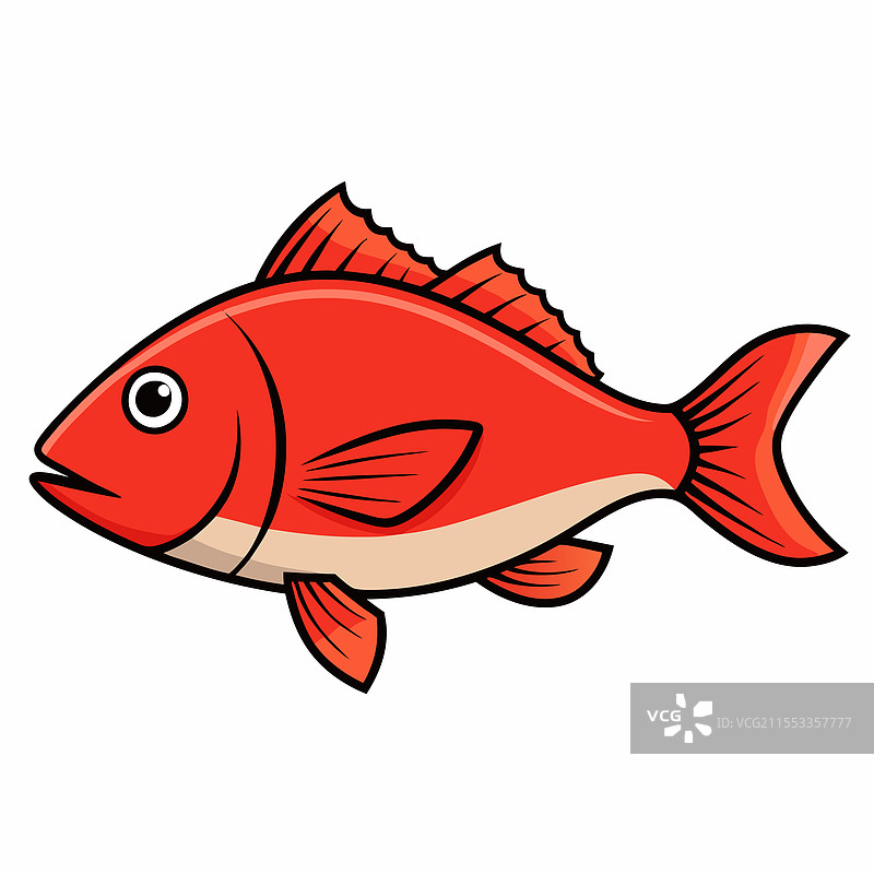 红鲷鱼在白色背景上平放孤立。图片素材