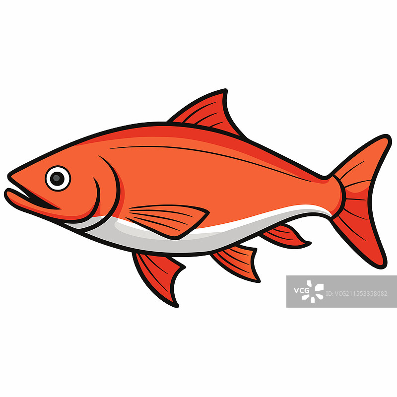 鲑鱼鱼类在白色背景上平放孤立展示图片素材