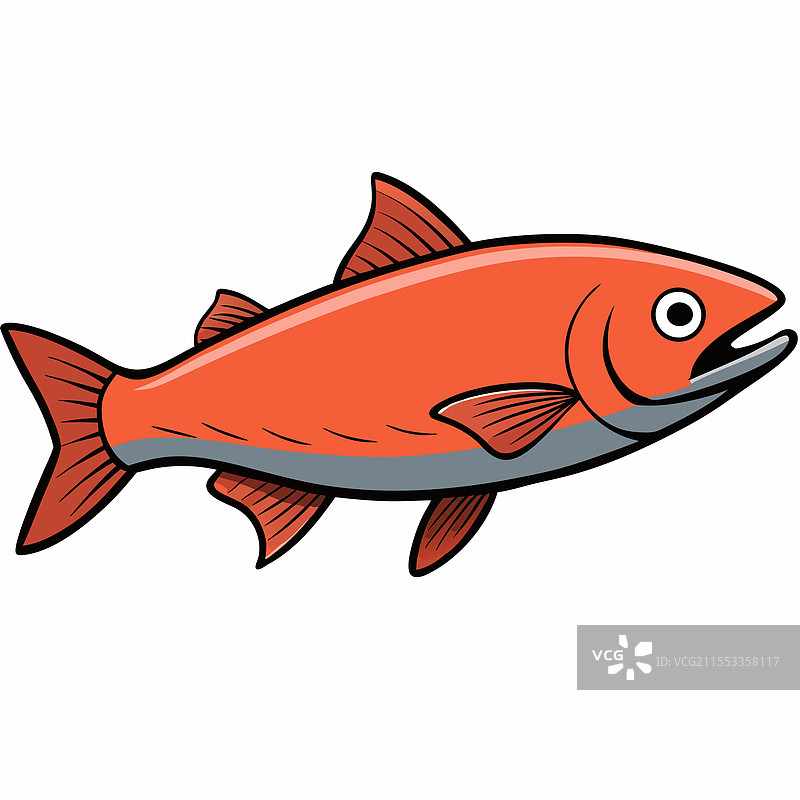 鲑鱼鱼类在白色背景上平铺展示图片素材