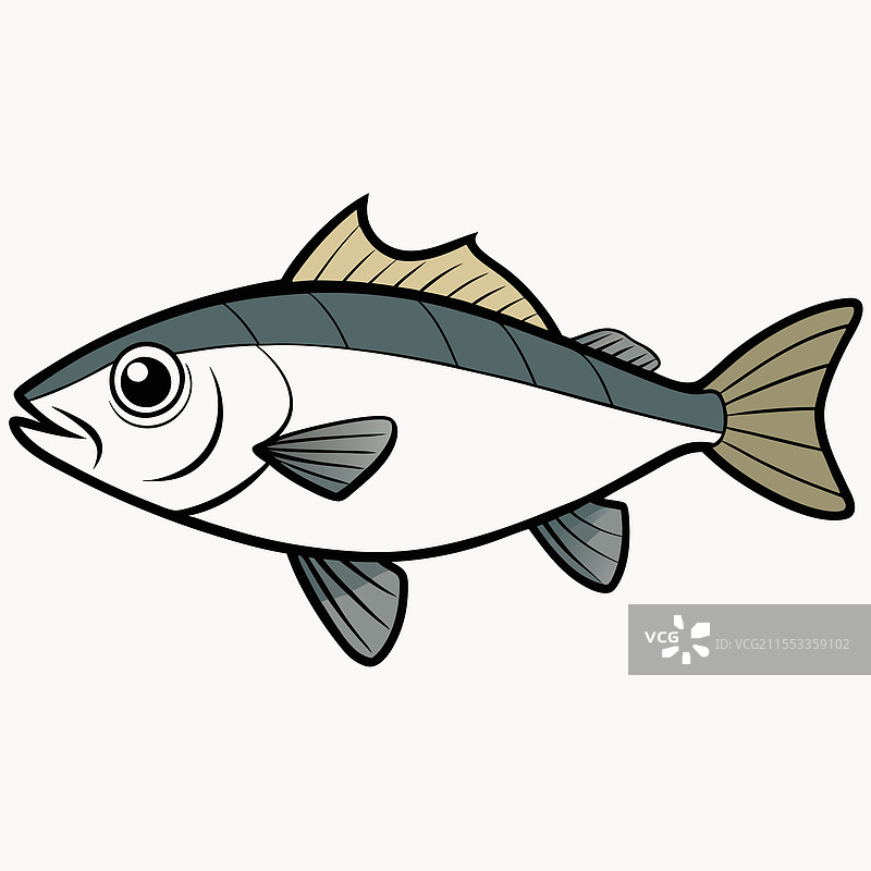 海鲈鱼在白色背景上孤立展示图片素材