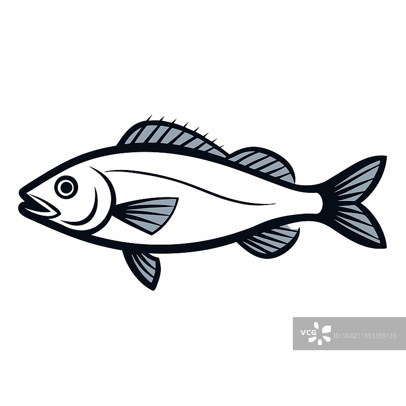 海鲈鱼在白色背景上孤立展示图片素材