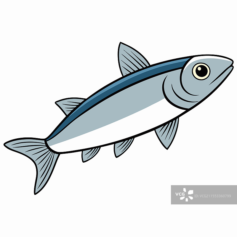 银鲑鱼在白色背景上平放孤立展示图片素材