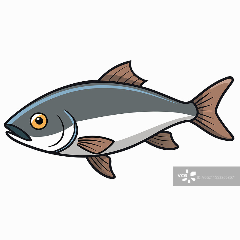 银鲑鱼在白色背景上平放孤立。图片素材