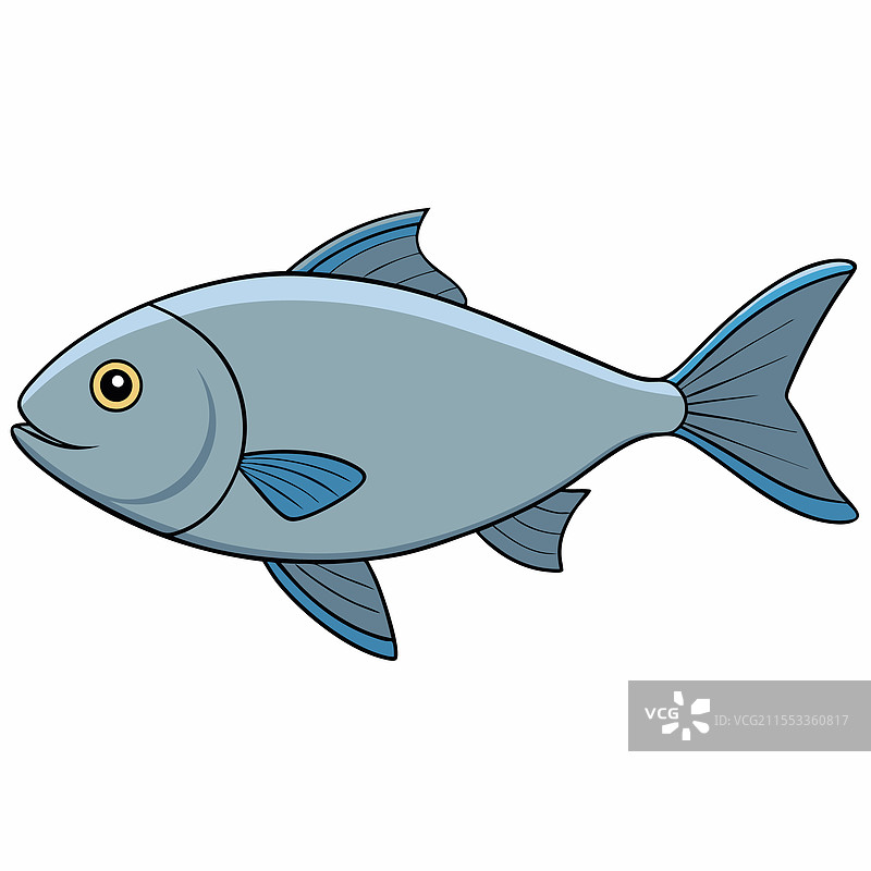 银鲑鱼在白色背景上平放孤立展示图片素材