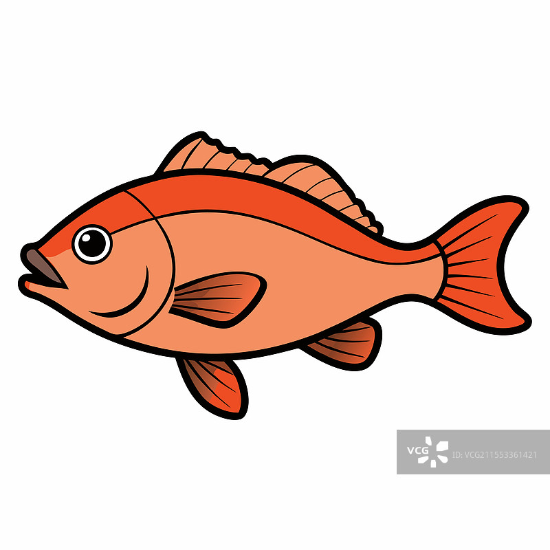 单独的鲷鱼在白色背景上平放图片素材