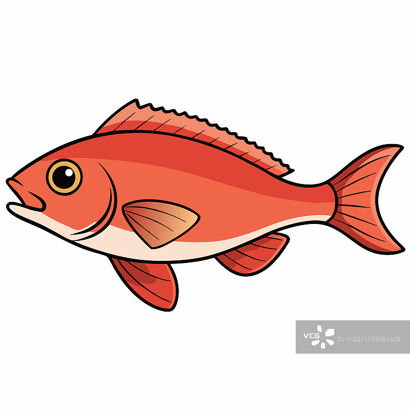 单独的鲷鱼在白色背景上平放图片素材