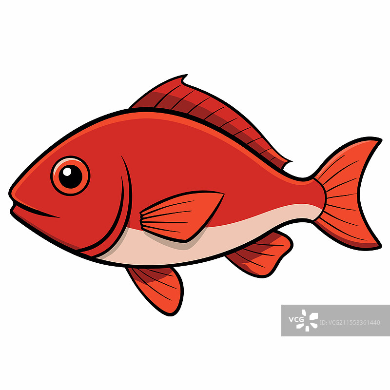 单独的鲷鱼在白色背景上平放图片素材