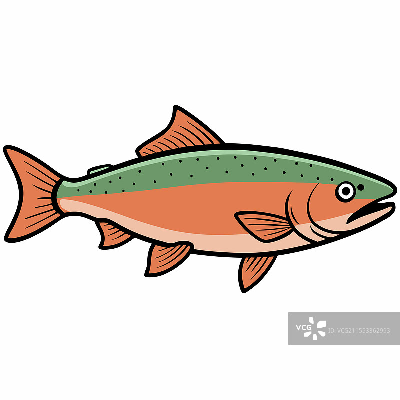 鲑鱼鱼类在白色背景上平铺展示图片素材