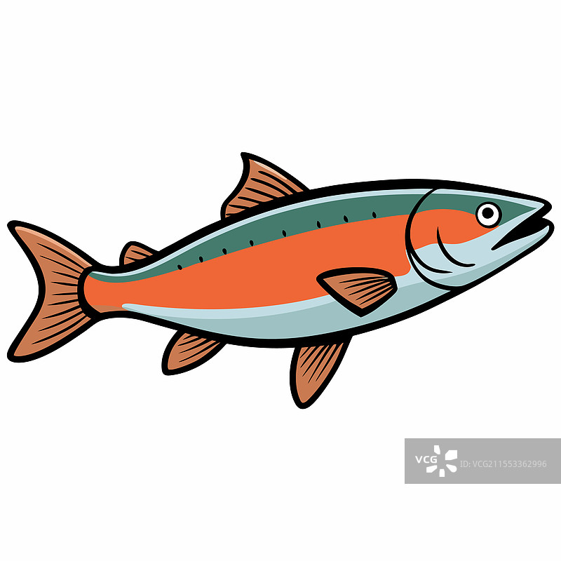 白色背景上孤立的鳟鱼图片素材