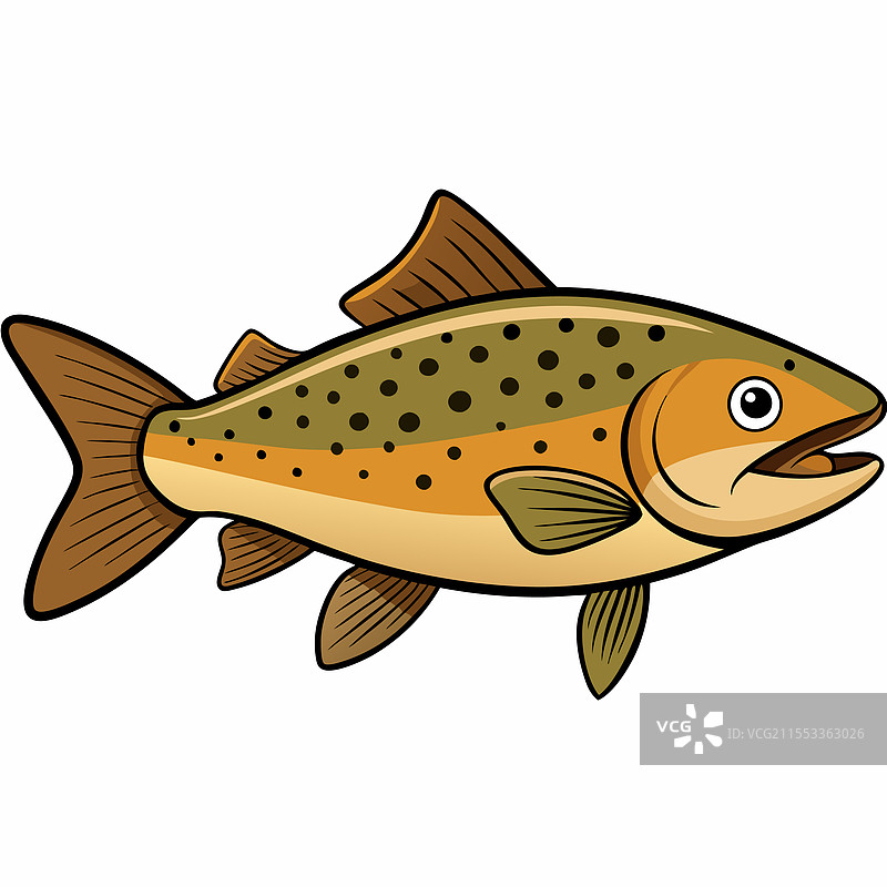 鲑鱼鱼类在白色背景上平铺展示图片素材