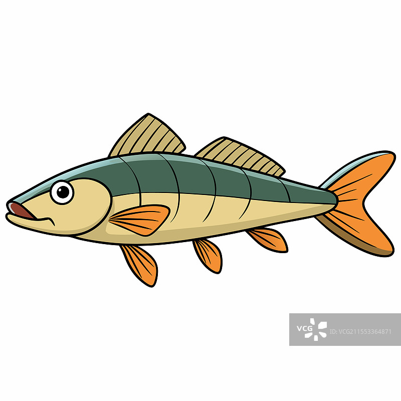 孤立在白色背景上的梭鱼图片素材