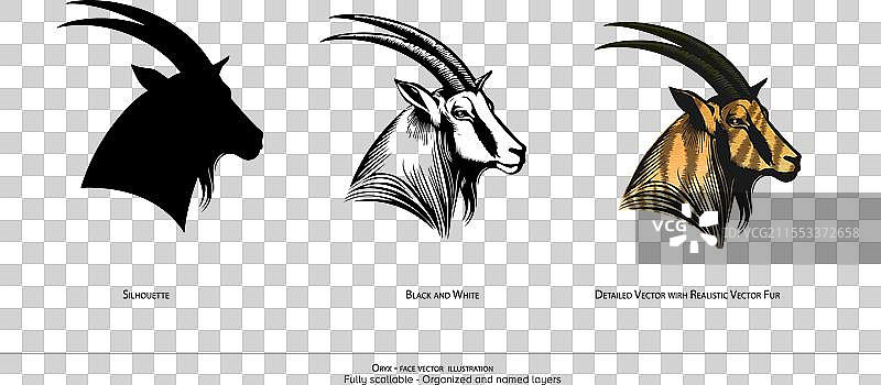 只有角马的面部动物画，角马细节丰富图片素材