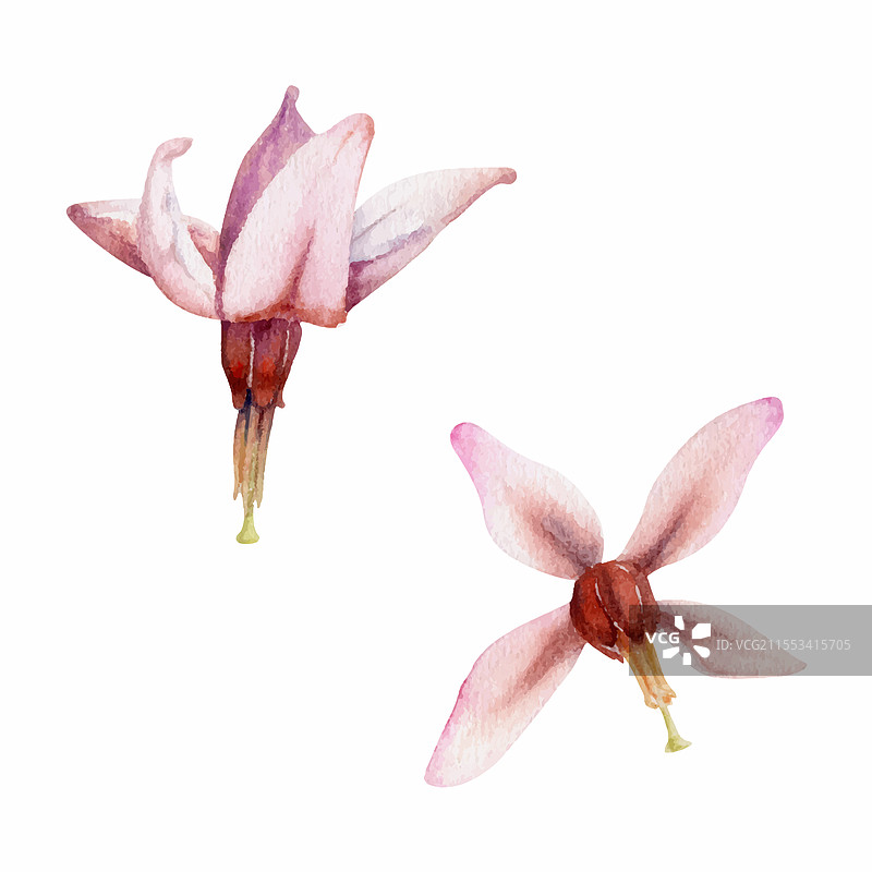 蔓越莓粉色百合花蕾在茎杆上图片素材