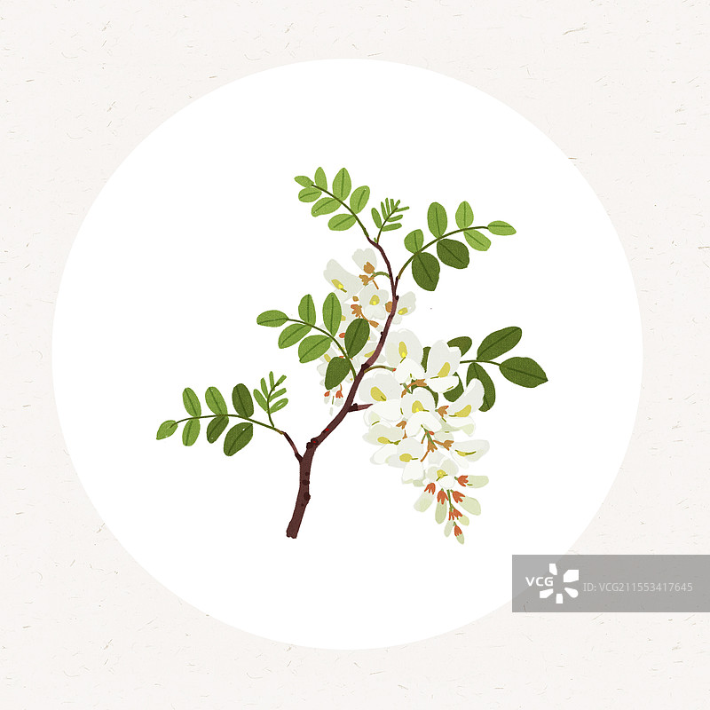 一枝槐花图片素材