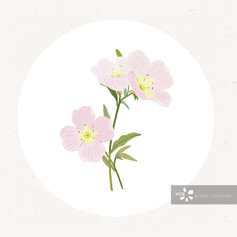 草本美丽月见草插画图片素材