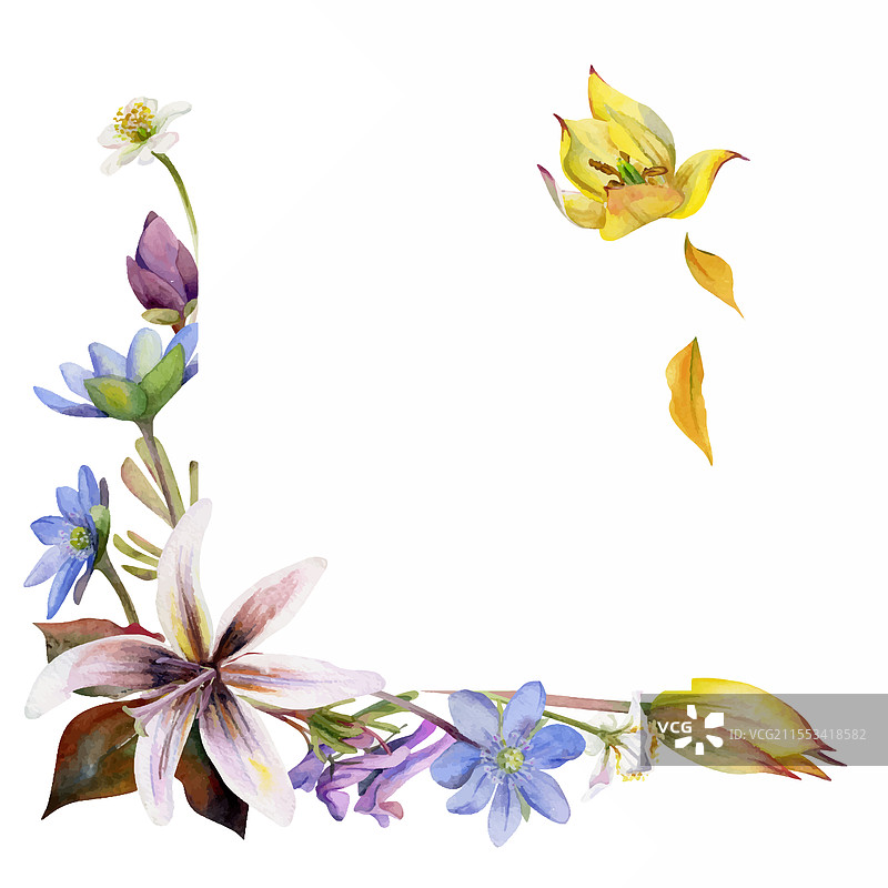 春天的花朵：黄花鳟鱼百合和蓝色郁金香图片素材