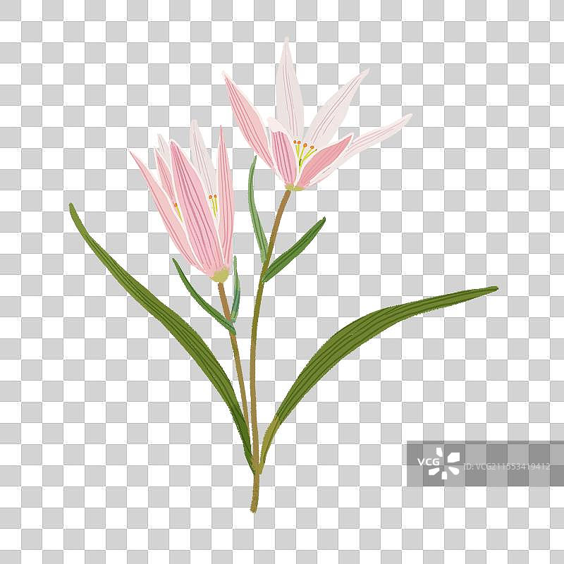 一棵盛开的草本老鸦瓣图片素材