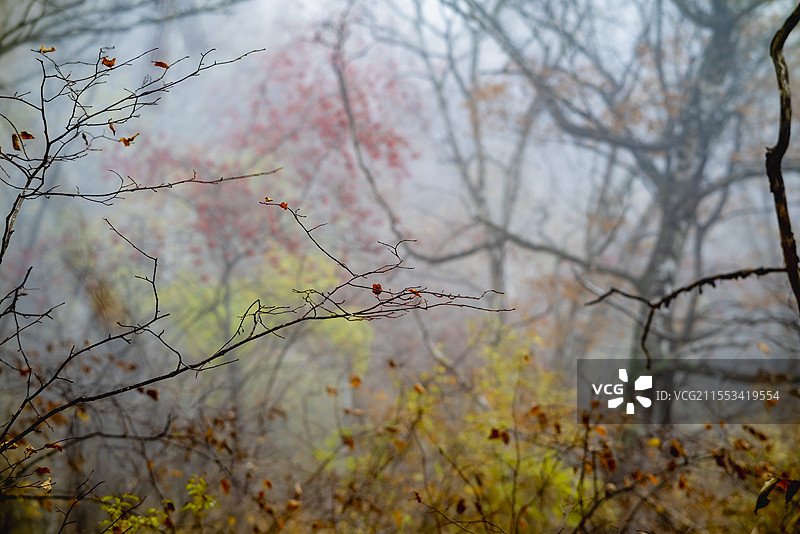 茅荆坝图片素材