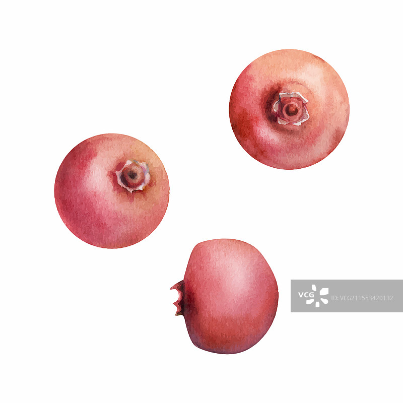 手绘的蔓越莓和越橘水果图片素材