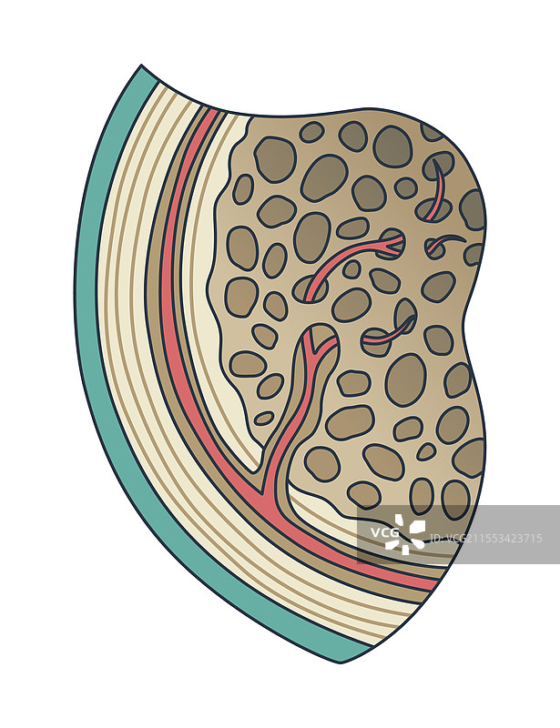 骨骼结构生物学教育海报设计图片素材