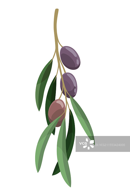 橄榄树的枝条上有叶子和果实，适合素食者图片素材