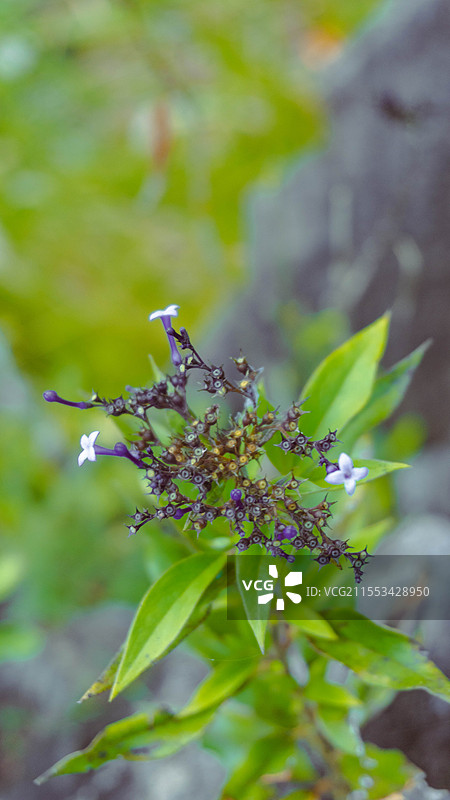 海南陵水吊罗山国家森林公园开花植物叶片特写图片素材