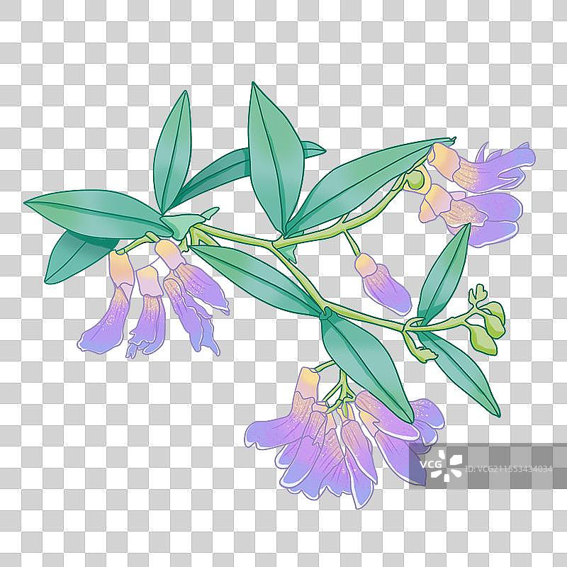 歪头菜手绘插画图片素材