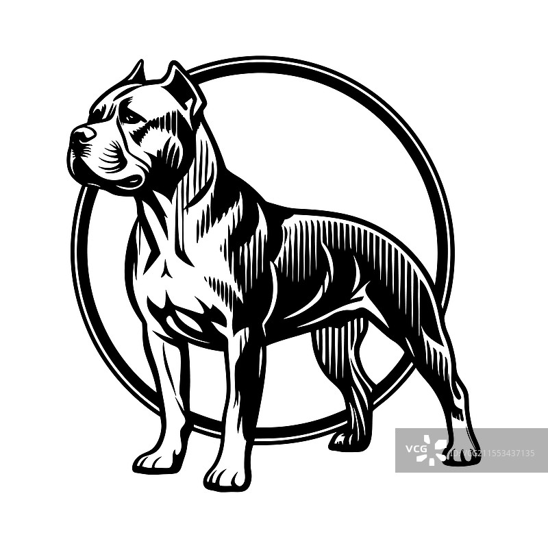 美国斯塔福德郡犬图片素材