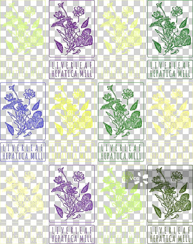 一组手绘不同颜色的肝叶花图片素材