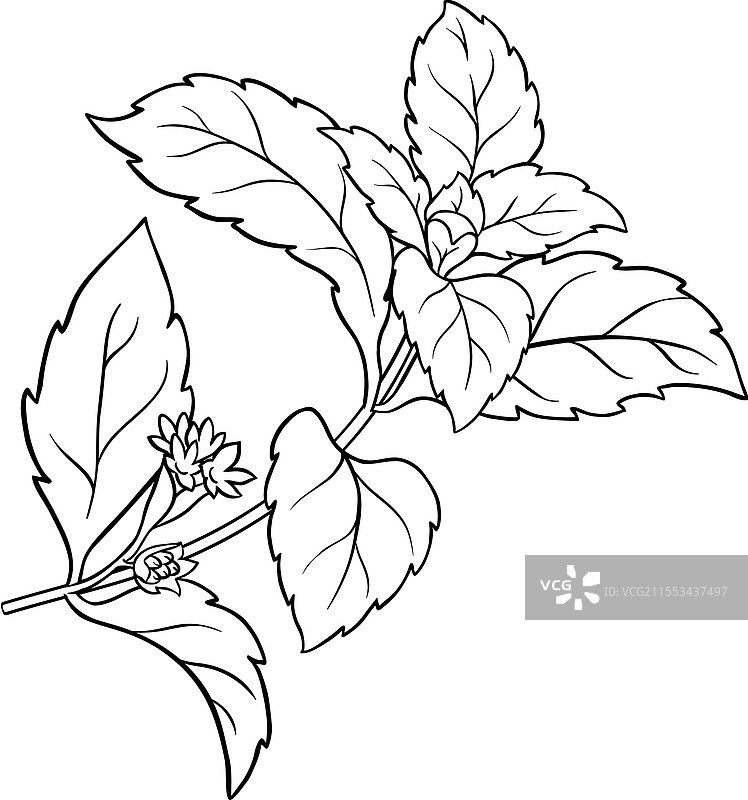 带花的甜叶菊植物轮廓图片素材