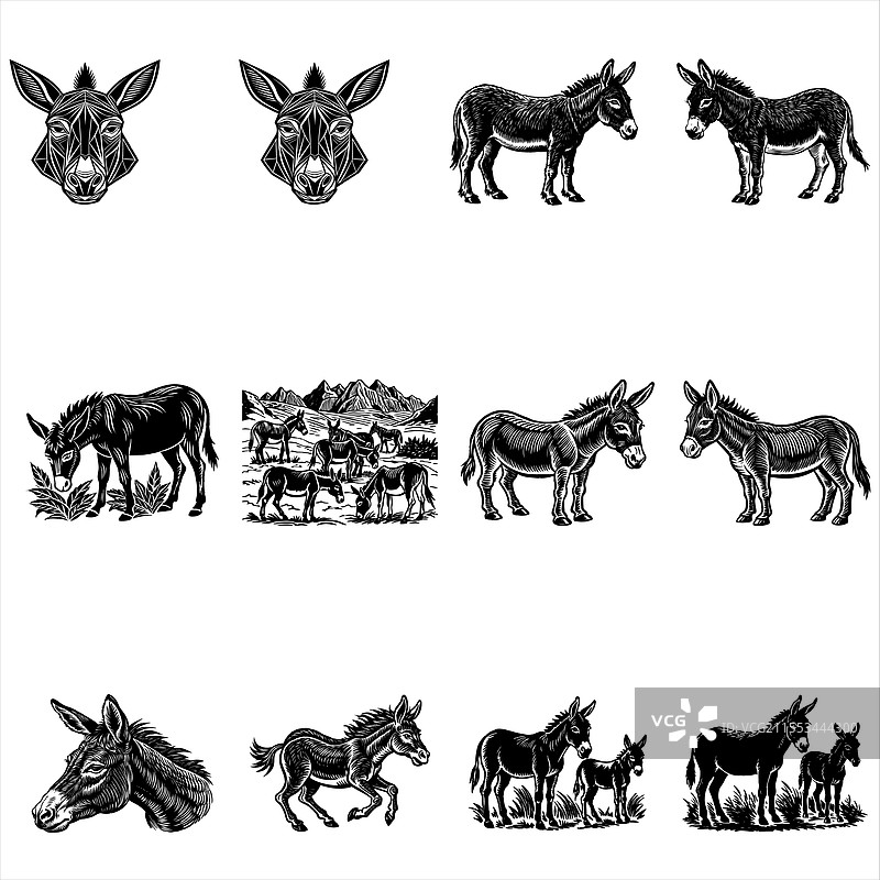驴图片素材