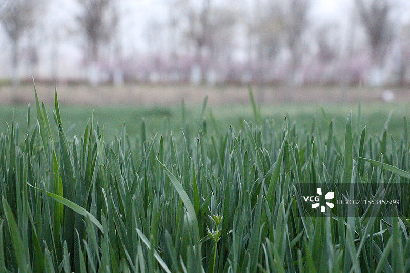 春天的麦田图片素材