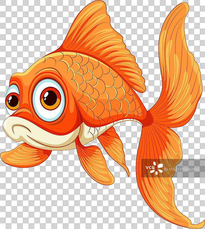 可爱的金鱼色彩鲜艳图片素材