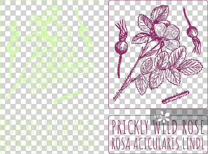 手绘的刺玫瑰花图片素材