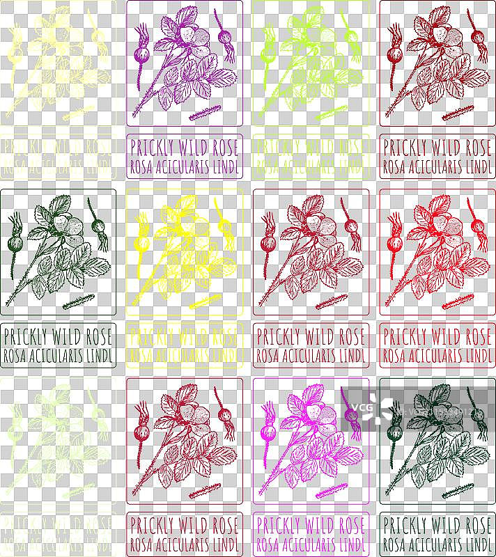 各种刺玫瑰的绘画作品集图片素材