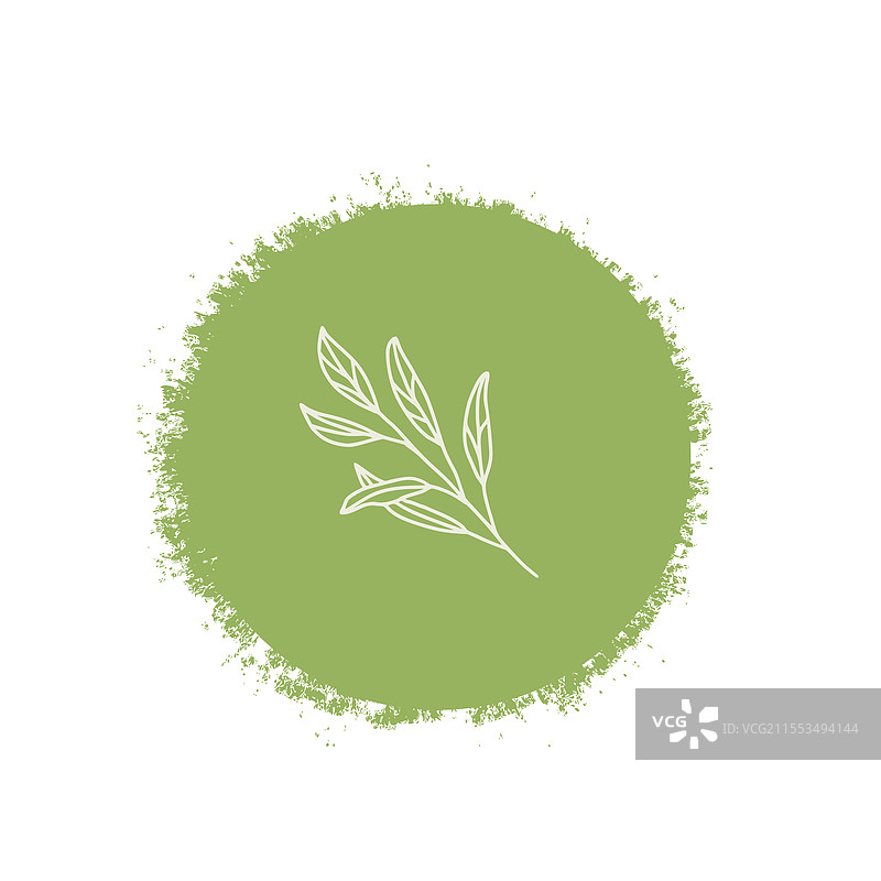 手绘徽章的鼠尾草烹饪香草标签图片素材