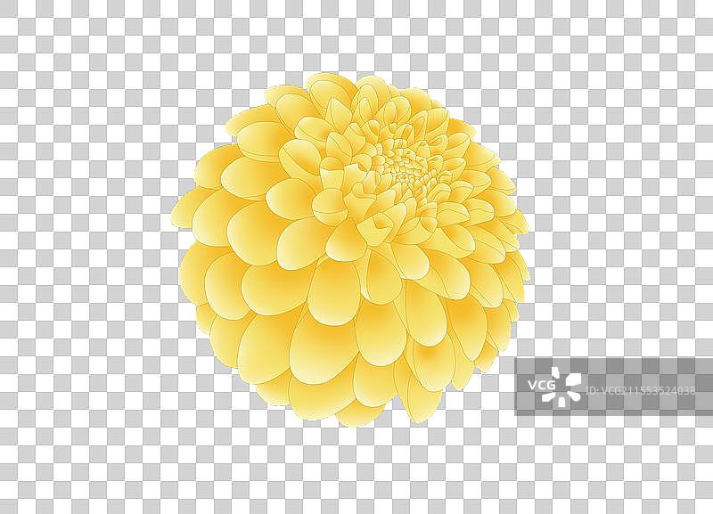 国潮手绘春天菊花免抠插画原色图片素材