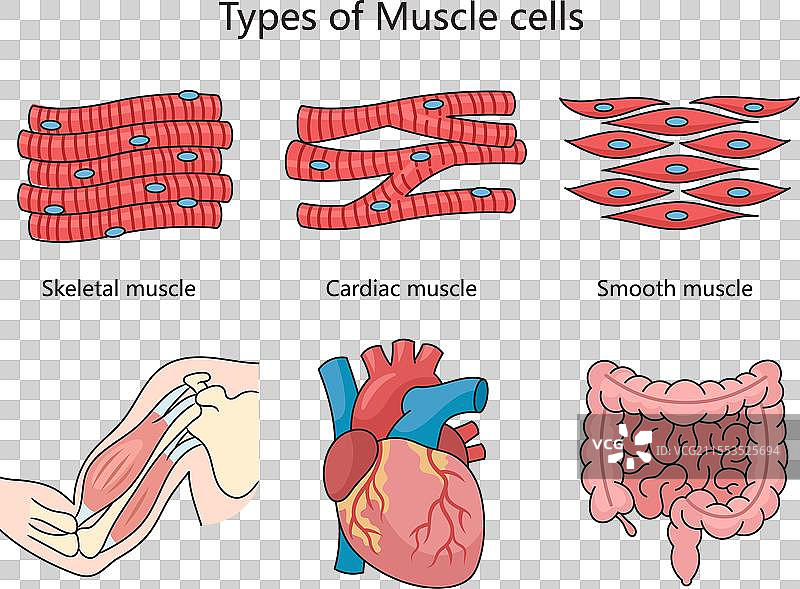 肌肉细胞类型结构图 医学图片素材