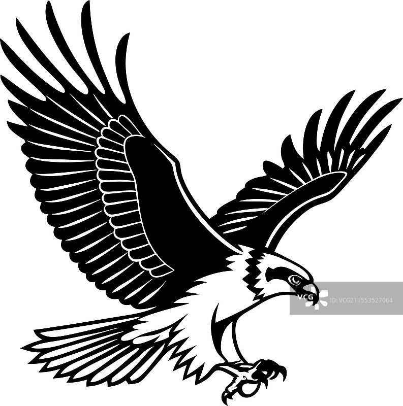 飞翔中的鱼鹰 - 单色鱼鹰图片素材