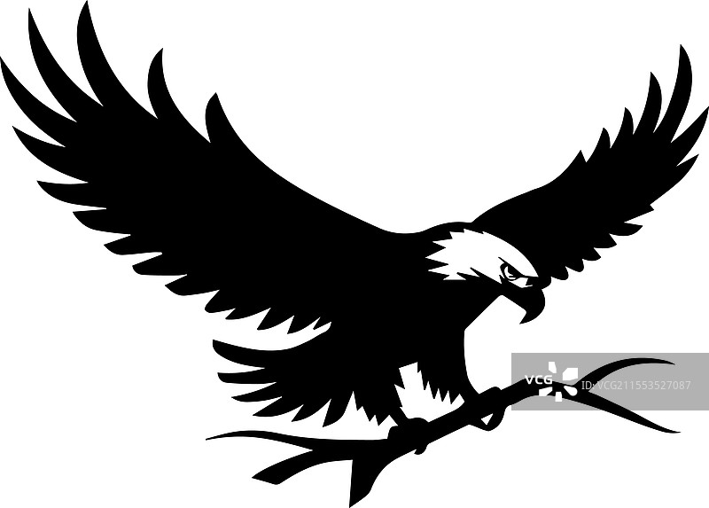 强大的鱼鹰猎食者剪影图片素材