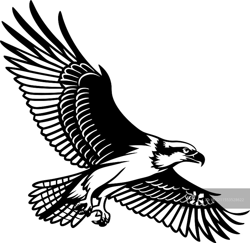 翱翔的鹰轮廓 - 鱼鹰的轮廓图片素材