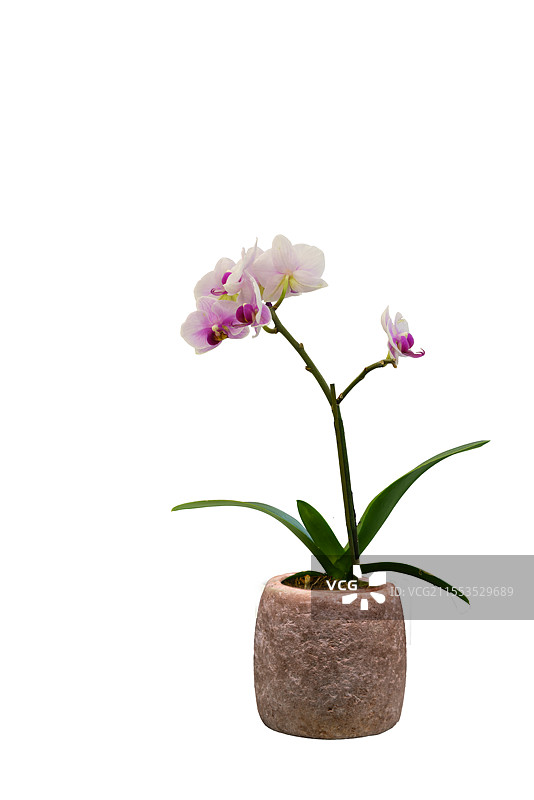 花卉，盆栽，石臼里的兰花图片素材