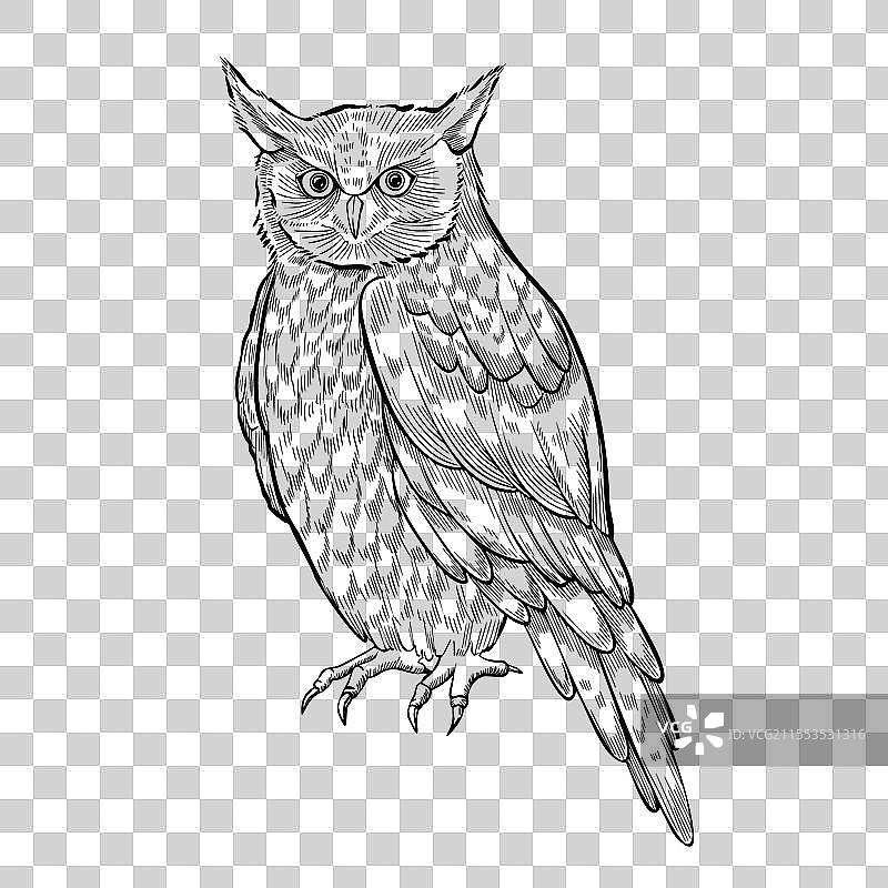 夜间栖息的猫头鹰图片素材