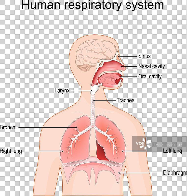人类呼吸系统图片素材