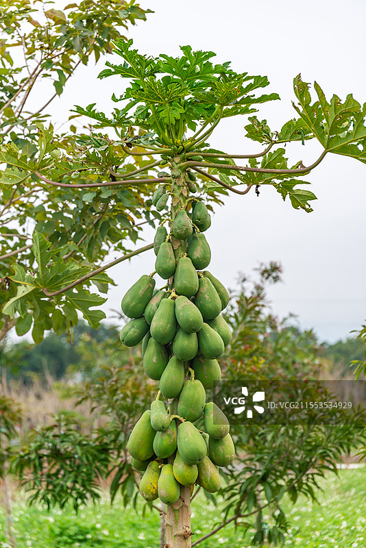 长满果实的木瓜树图片素材