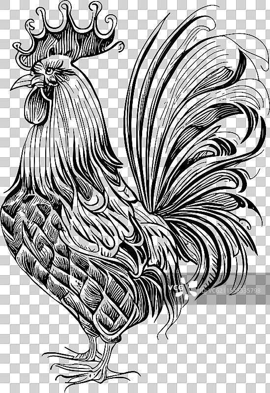 手绘的鸡公鸡图片素材