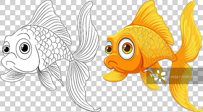 金鱼素描与彩色图的对比图片素材