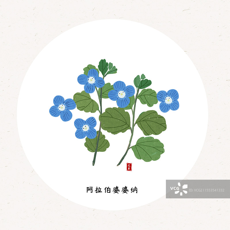 阿拉伯婆婆纳草本插画圆形海报设计模板图片素材