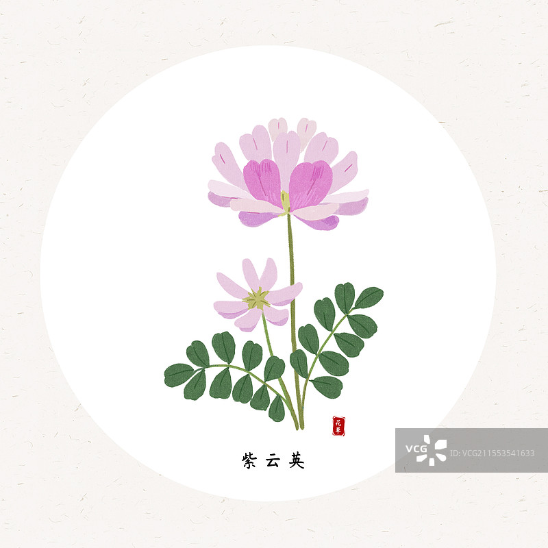草本紫云英花插画圆形海报设计模板图片素材